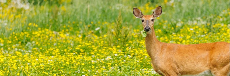Female doe white-tailed deer in wildflowers