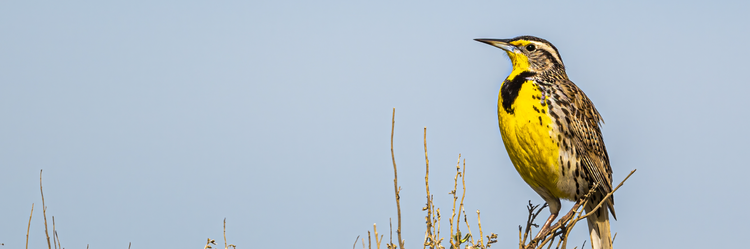 an image of a western meadowlark perched on a tree branch against a blue sky