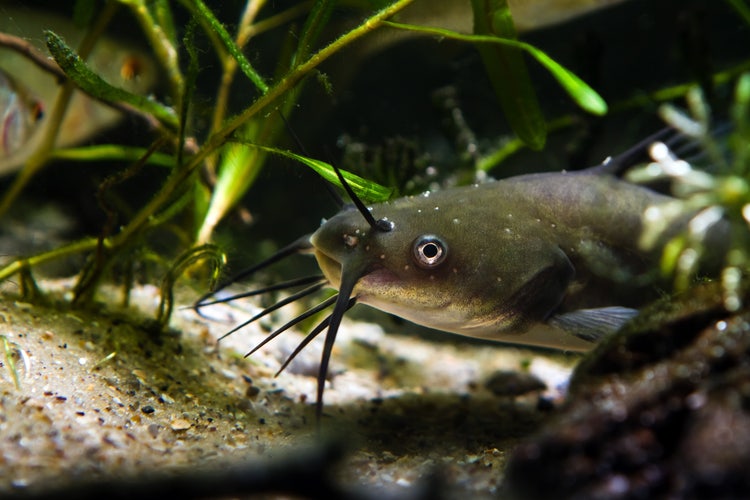 dangerous invasive freshwater predator fish Channel catfish hide in driftwood to hunt for prey, demonstrating natural behaviour in biotope aquarium